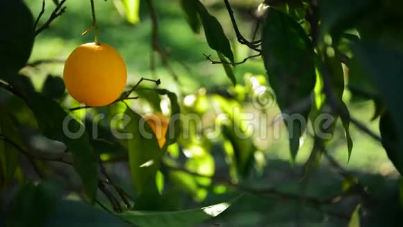橙色挂在树枝上视频的预览图