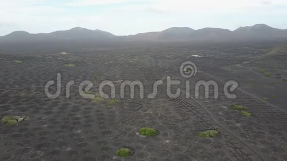 兰萨罗特黑火山土壤上的葡萄园在拉吉利亚葡萄酒种植的空中风景视频的预览图