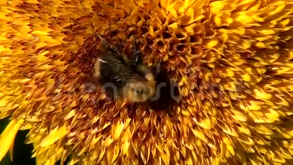 蜜蜂收集向日葵的花蜜视频的预览图