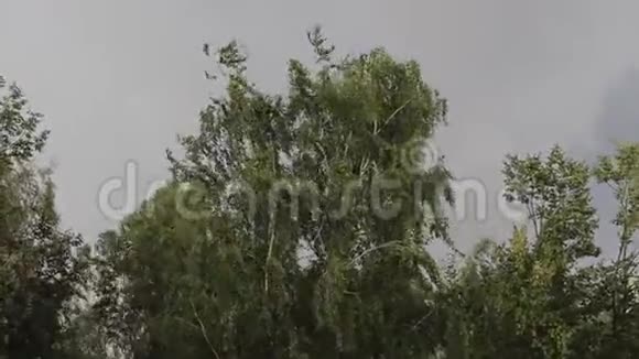 大风和大雨在恶劣天气时使树枝弯曲从窗户看房子视频的预览图