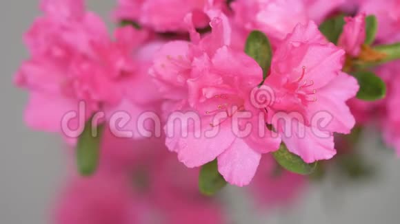 夏季花卉系列大片粉红色杜鹃花丛开花花需要保持湿润视频的预览图