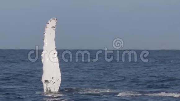驼背鲸鱼表演一个鳍拍打视频的预览图