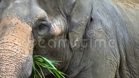 4K没有长牙的大象正在吃草亚洲象食特写视频的预览图