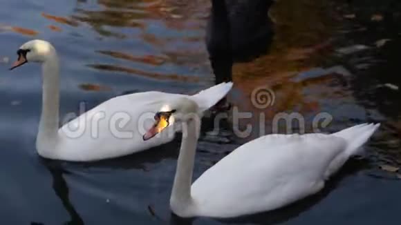 一对白色天鹅在城市公园的池塘里游泳视频的预览图
