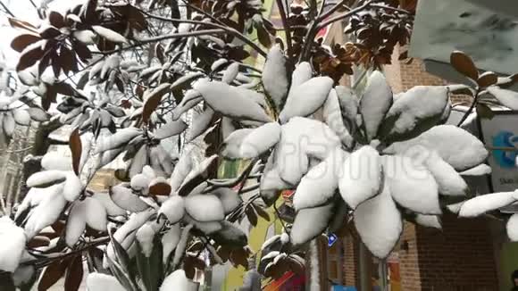 气候变化热带树枝降雪视频的预览图