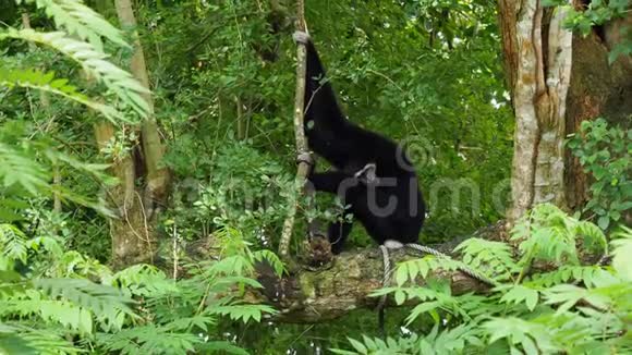 黑色长臂猿白脸和眉毛放在一棵树上头放在膝盖上视频的预览图