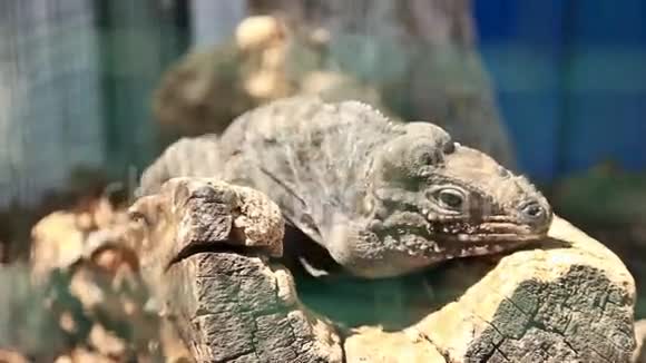 动物园里的蜥蜴特写视频的预览图