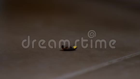 萤火虫沿着后院铺着瓷砖的地板爬行4k慢镜头特写镜头视频的预览图