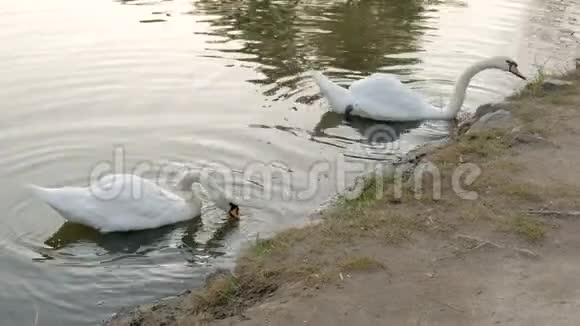 美丽的白色天鹅红色的喙在湖里游泳野生动物吃草喝干净的水视频的预览图