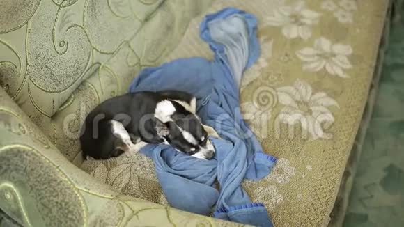 一只可爱的小吉娃娃狗或玩具狗把鼻子藏在毯子下面躺在沙发上视频的预览图