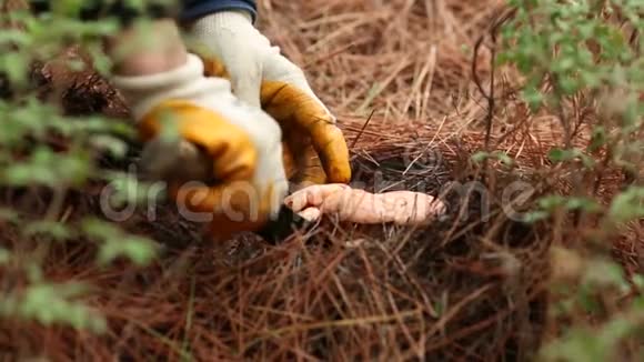 食用蘑菇狩猎穆格拉土耳其视频的预览图
