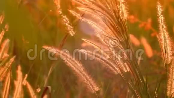 日落时分的风中泰式草花运动视频的预览图