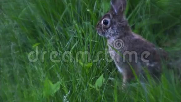 兔子吃草树叶视频的预览图