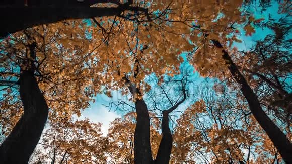 秋天的树木和蓝天视频的预览图