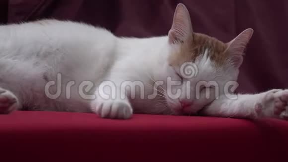 猫与伤腿睡在伤口护理穿衣视频的预览图