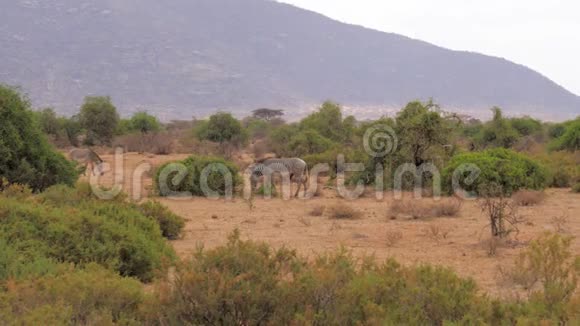 非洲斑马在干旱季节灌木丛中的平原上放牧视频的预览图