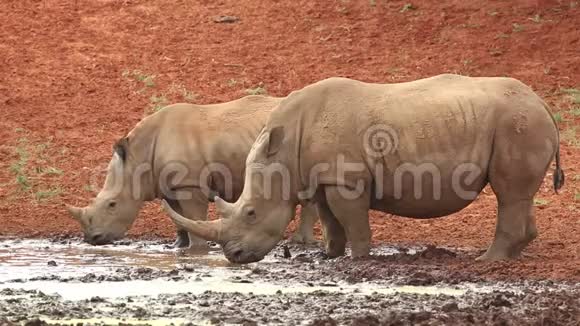 白犀牛和小牛南非视频的预览图