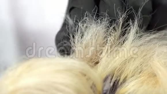理发师把油漆涂到模型的根部然后把它合上视频的预览图