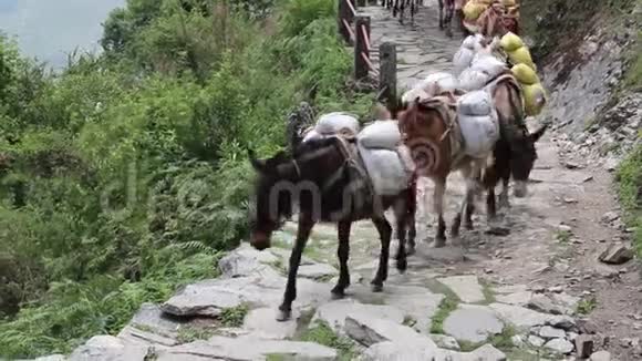 在尼泊尔喜马拉雅山的GhorepaniGhandruk徒步旅行步道上骑驴视频的预览图