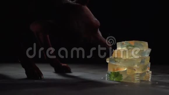 狗用一块果冻舔塔视频的预览图
