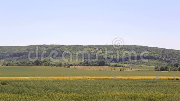 背景或纹理山的背景上播着小麦的绿野美景视频的预览图