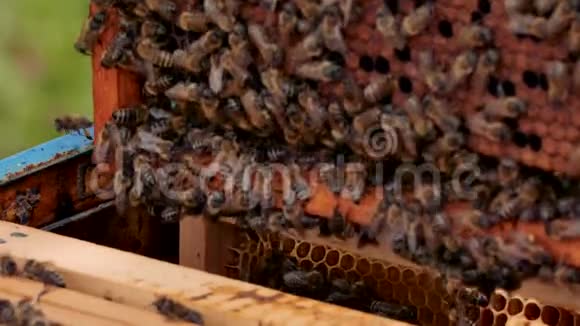 工作的养蜂人收集蜂蜜蜜蜂成群结队地飞来飞去视频的预览图