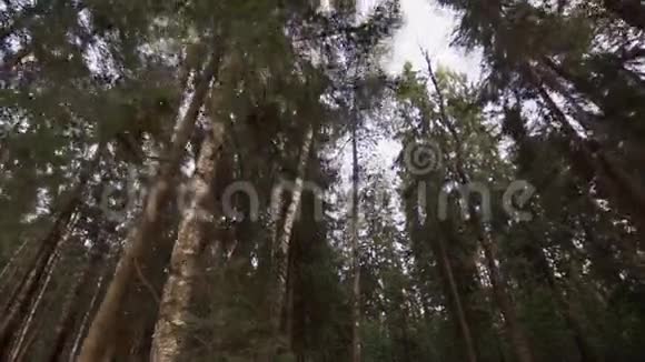 在森林里的夏日漫步在高树下视频的预览图