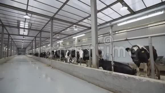 在农场里吃东西的黑白奶牛视频的预览图