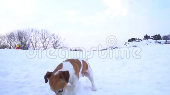 小宠物有趣的杰克罗素猎犬在外面玩得很开心视频镜头慢动作神奇的雪冬视频的预览图