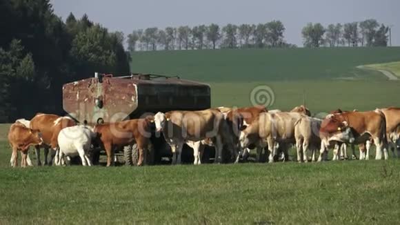 奶牛在农田上奶牛站着视频的预览图