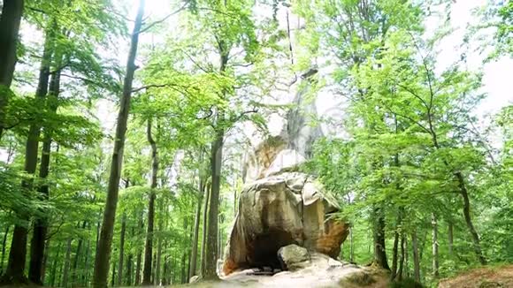 森林漫游山石视频的预览图