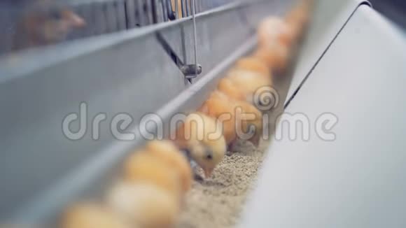 小小鸡在农场吃饭关门视频的预览图