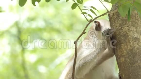 自然界中的猕猴视频的预览图
