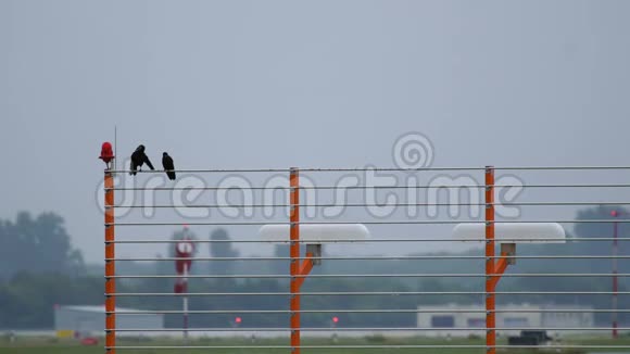 两只乌鸦坐在金属栅栏上视频的预览图