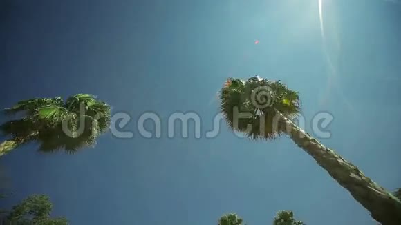 穿过棕榈树视频的预览图