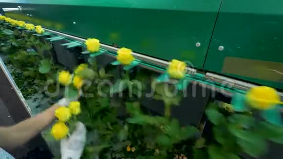 工厂工人手把黄玫瑰安装到平地机上视频的预览图