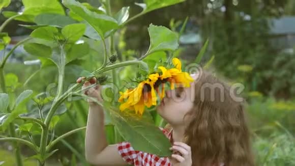 女孩闻着向日葵在夏天阳光明媚的日子里享受大自然视频的预览图
