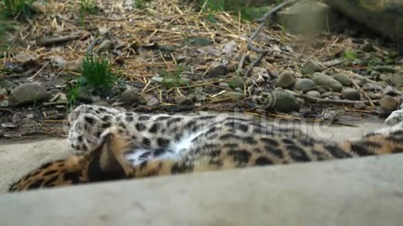 一只豹子在围栏玻璃后面视频的预览图