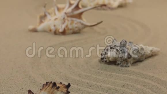 海壳的近似分布在一个从沙子的锯齿形上视频的预览图