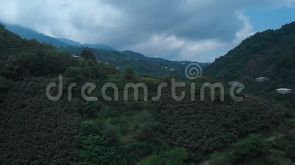 云雾缭绕的山林鸟瞰青山绿水云雾缭绕格鲁吉亚古里亚地区低视频的预览图