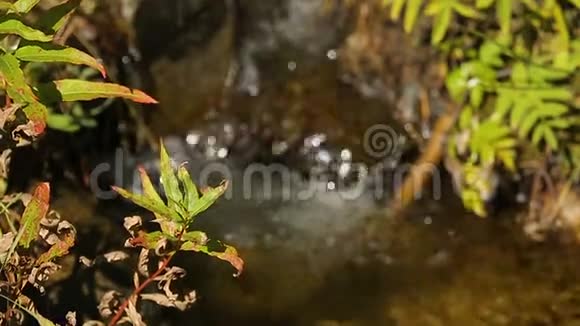 一条小溪有着晶莹的水在长满青草的河岸上流淌视频的预览图