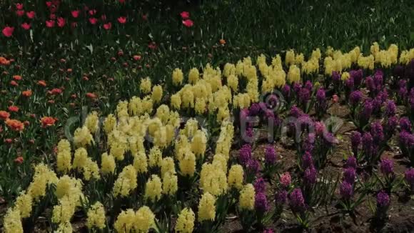 城市公园里有花的美丽花坛视频的预览图
