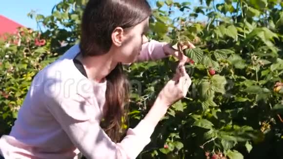 年轻的黑发女人吃树莓从乡下的灌木丛中撕下来视频的预览图