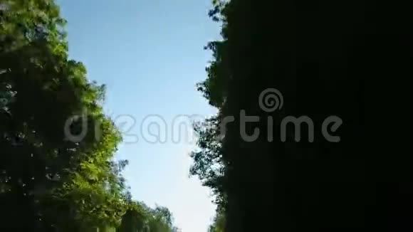 由树的檐篷形成的线条从树叶中看到的阳光从移动的汽车上看到的景色视频的预览图
