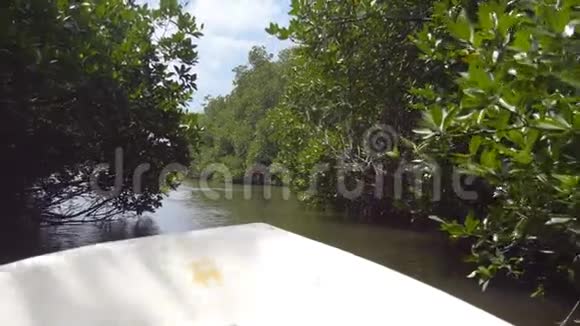 美丽的景色从船头的移动船在河中的野生自然淹没的树木和植物红树林视频的预览图