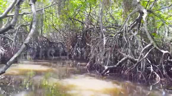 靠近漂浮在红树林沼泽中的小船有美丽的森林植被茂密的树木和小的自然视频的预览图