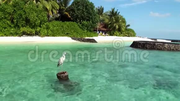 马尔代夫群岛海洋水面背景下的鸟鹭视频的预览图