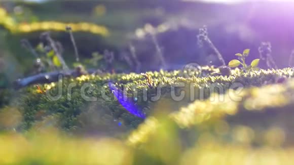 美丽的苔藓正在晒太阳山区地形的植物视频的预览图