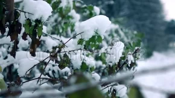 女人戴着冬天的手套在美丽的雪林中摇动着树枝上的雪慢镜头冷色视频的预览图