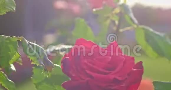 月季盛开的嫩花丛植物在4k植物园近景拍摄明亮的花园里盛开的玫瑰视频的预览图